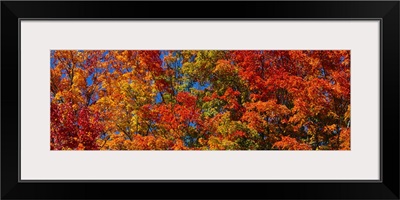 Close-up of trees, Adirondack Mountains, Hamilton County, New York State