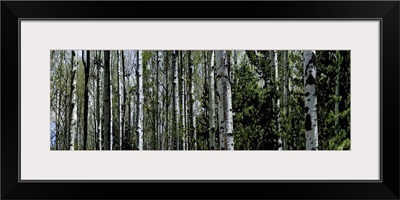 Close-up of trees in a forest, Coconino National Forest, Flagstaff, Arizona