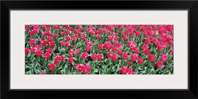 Close-up of tulips in spring, Canberra, Australia