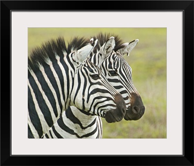 Close-up of two zebras, Ngorongoro Conservation Area, Arusha Region, Tanzania (Equus burchelli chapmani)