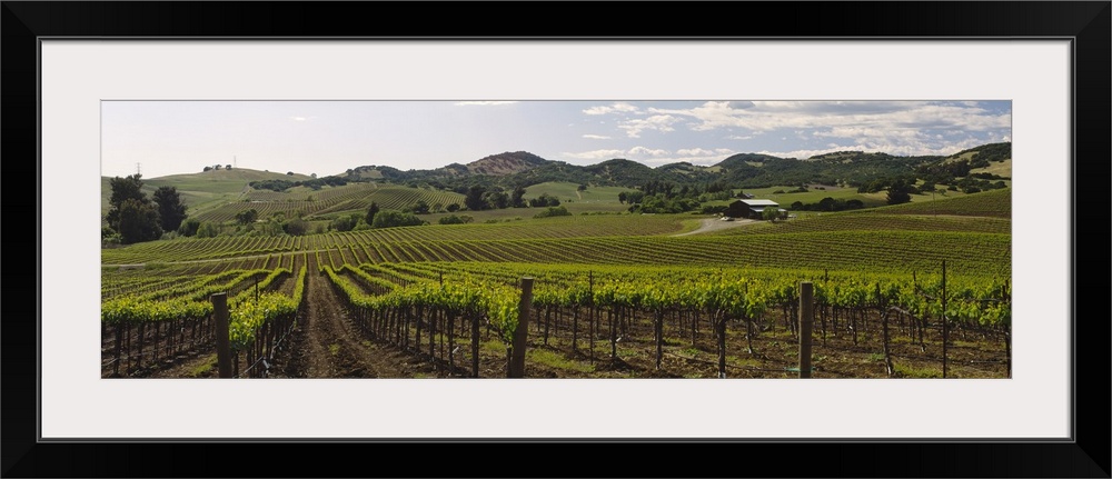 Cloud over a vineyard, California