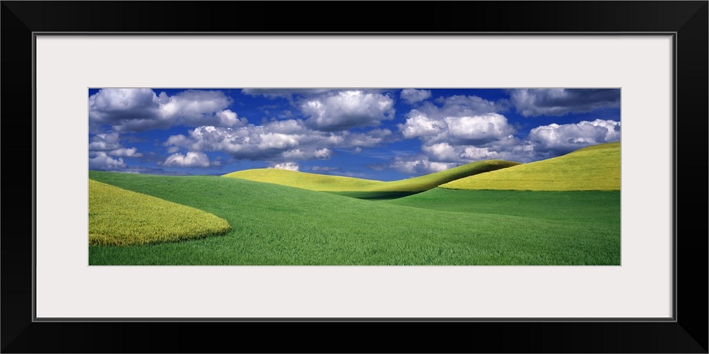 Clouds over a canola field, Palouse, Washington State