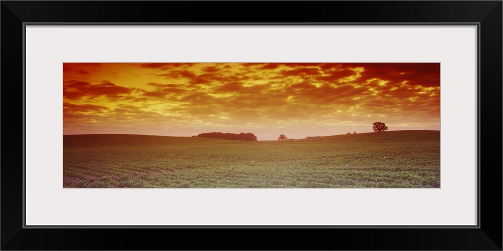 Clouds over a soybean field, Albert Lea Township, Freeborn County, Minnesota