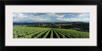 Clouds over vineyards, Domaine Drouhin Oregon, Newberg, Willamette Valley, Oregon