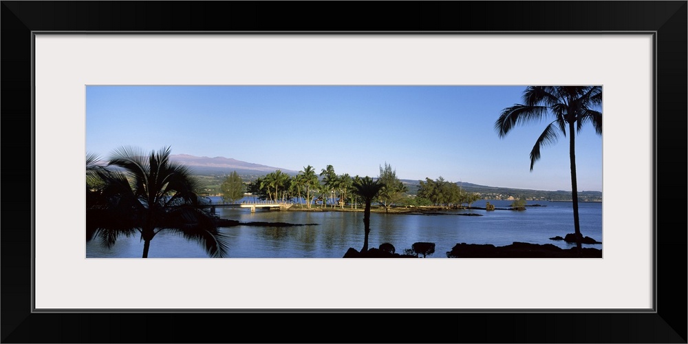 Coconut palm trees on an island, Coconut Island, Hilo, Maui, Hawaii