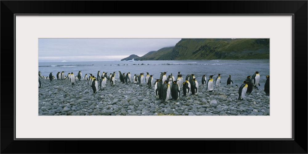 Colony of King penguins on the beach, South Georgia Island, Antarctica