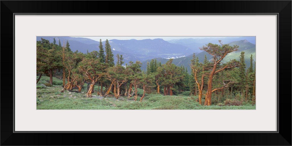 Colorado, Bristlecone pine tree on the landscape