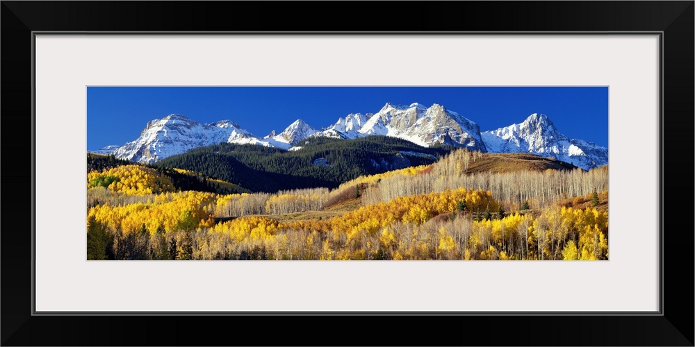 A panoramic photograph taken of the Rocky Mountains in Colorado.  The bright trees in the foreground contrast greatly with...