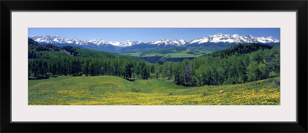 Panoramic photograph of wildflower meadow with tree line in the distance and snow covered mountains in the background unde...