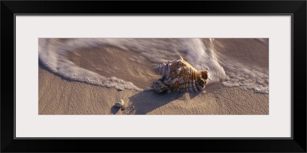 A panoramic photograph that is a close up of a sea shell on the sandy shore as waves wash around it.