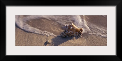 Conch Shell on the beach, Caribbean Sea, Grand Cayman, Cayman Islands