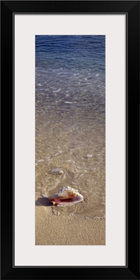 Conch shell on the beach, Caribbean Sea, Grand Cayman, Cayman Islands
