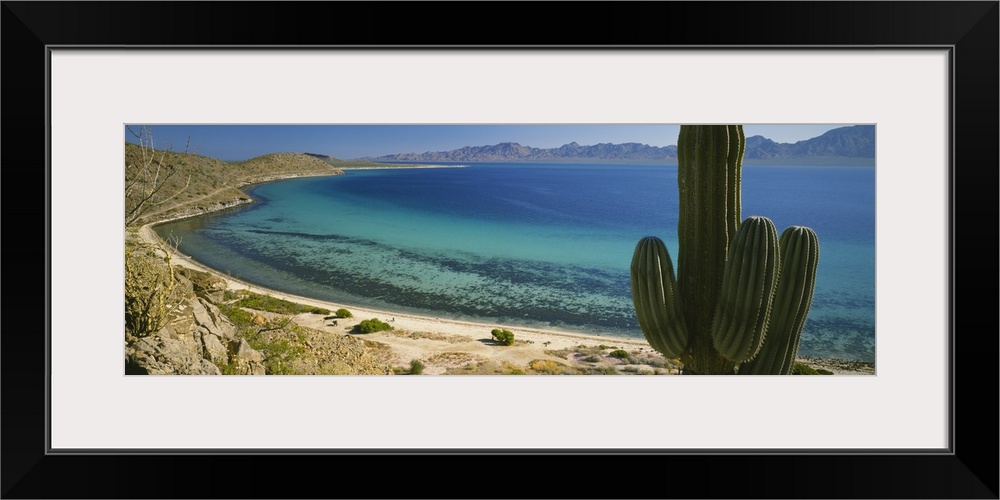 Panoramic photo of a large cactus on a desert landscape that meets the ocean.