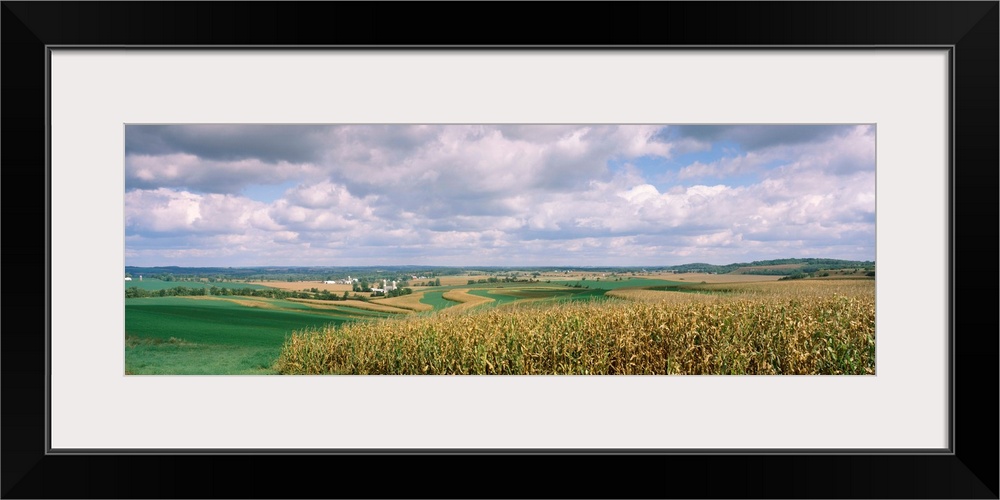 Corn and alfalfa fields, Green County, Wisconsin, USA