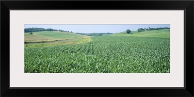 Corn crop in a field, Iowa County, Iowa