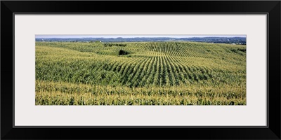 Corn crop in a field, Southeast Minnesota, Minnesota