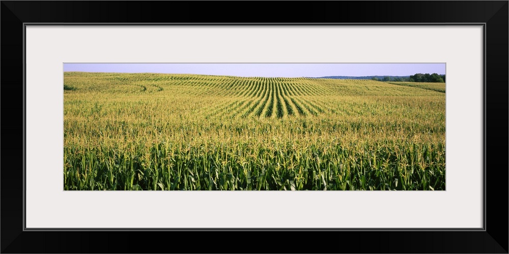 Corn crop in a field, Southeast Minnesota, Minnesota