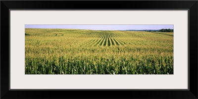 Corn crop in a field, Southeast Minnesota, Minnesota