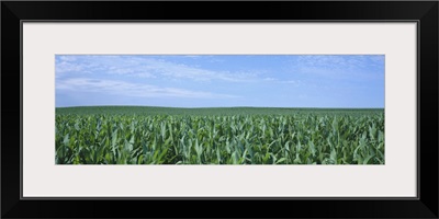 Corn crop on a landscape, Kearney County, Nebraska