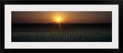 Corn field at sunrise Sacramento CA