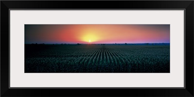 Corn field at sunrise Sacramento Co CA