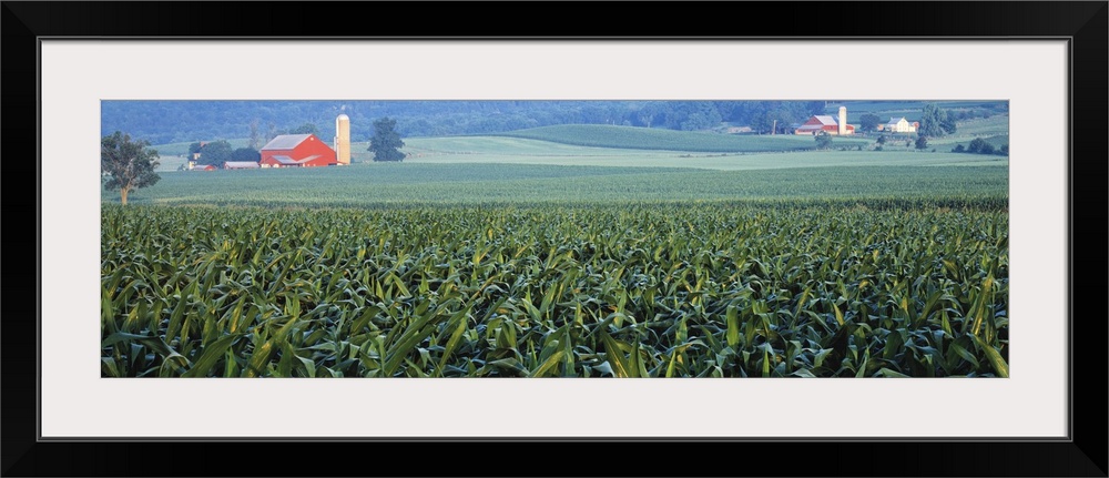 Corn field Kishacoquillas Valley PA