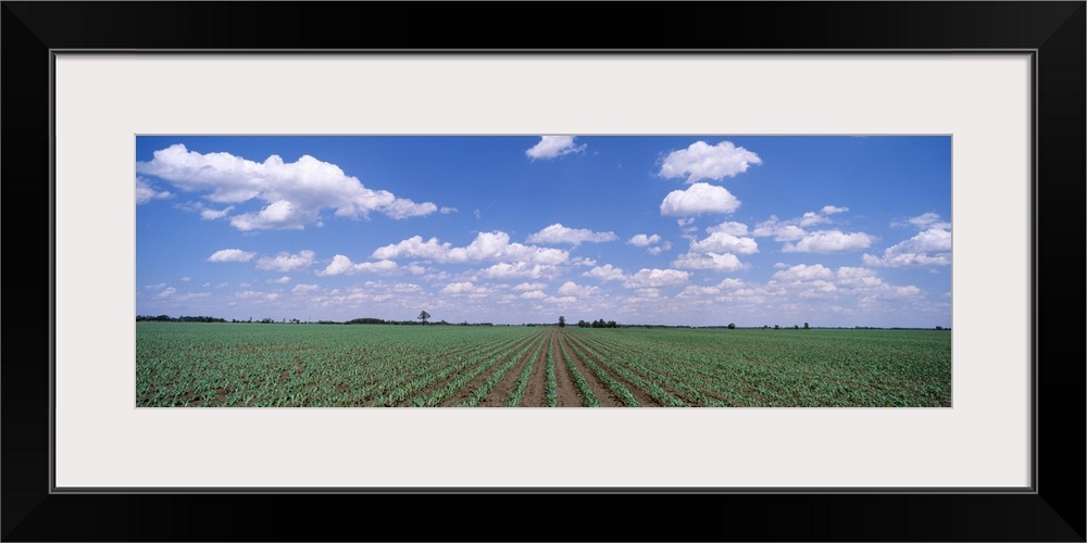 Corn Field Marion County IL