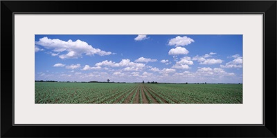 Corn Field Marion County IL