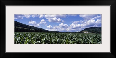 Corn field Otsego Co NY