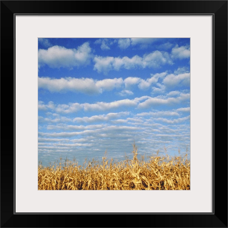 Corn field, Waconia, MN, USA