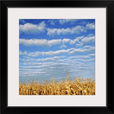 Corn field, Waconia, MN, USA