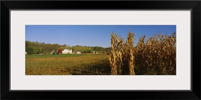 Corn in a field after harvest, along SR19, Ohio