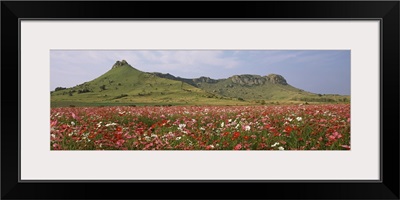 Cosmos flowers blooming in a field South Africa