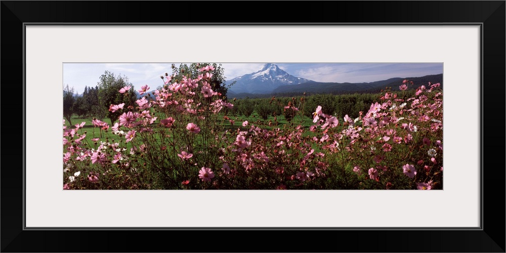 Cosmos, Mt. Hood, Upper Hood River Valley, Hood River County, Oregon