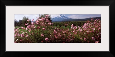 Cosmos flowers near Mt Hood, Upper Hood River Valley, Oregon