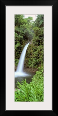 Costa Rica, Catarata La Paz Waterfall, View of a waterfall in a forest