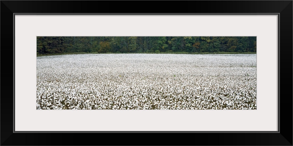 Cotton Crop Madison County TN