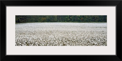 Cotton Crop Madison County TN