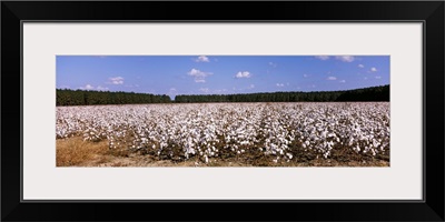 Cotton crops in a field, Georgia