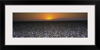 Cotton crops in a field, San Joaquin Valley, California