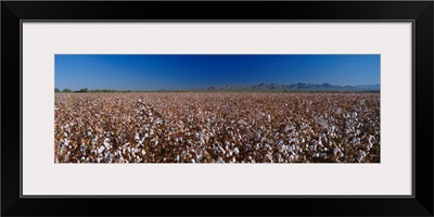 Cotton Field