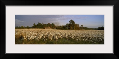 Cotton plants in a field, North Carolina