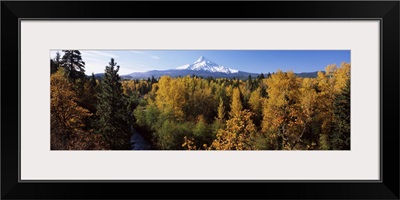 Cottonwood trees in a forest, Mt Hood, Hood River, Mt. Hood National Forest, Oregon