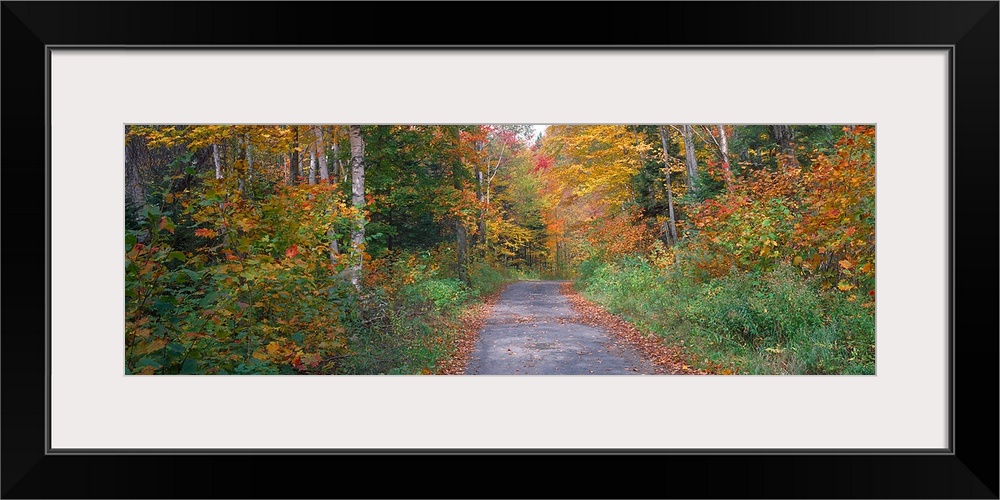 Country road passing through a forest, Adirondack Park, Franklin County, New York State,