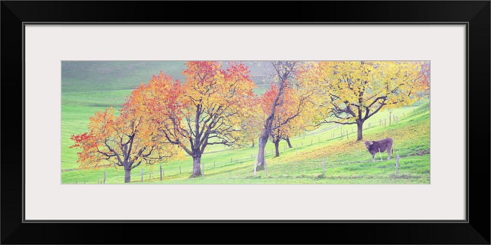 Giant, panoramic photograph of a single cow in a large, fenced in field, full of trees with vibrant autumn leaves, in Zug,...