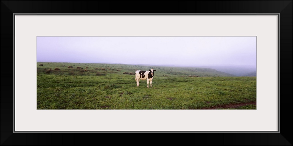 Cow standing in a field, Point Reyes National Seashore, California