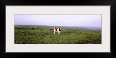 Cow standing in a field, Point Reyes National Seashore, California