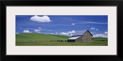 Cows and a barn in a wheat field, Washington State