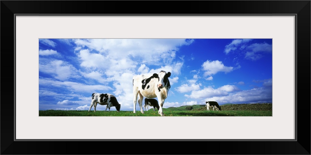 Panoramic image of three cows in in a grassy field on a bright day in England.