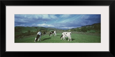 Cows England